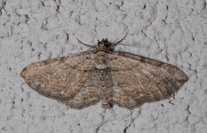 Geometridae: Horisme sp.